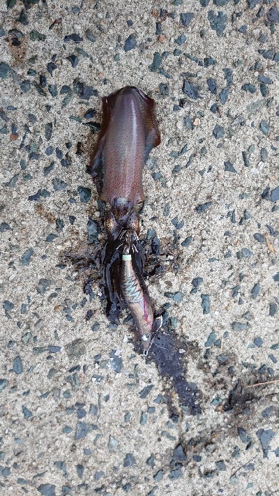 サイトエギング