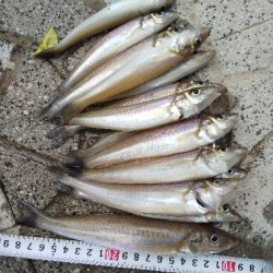 室津のキス釣り