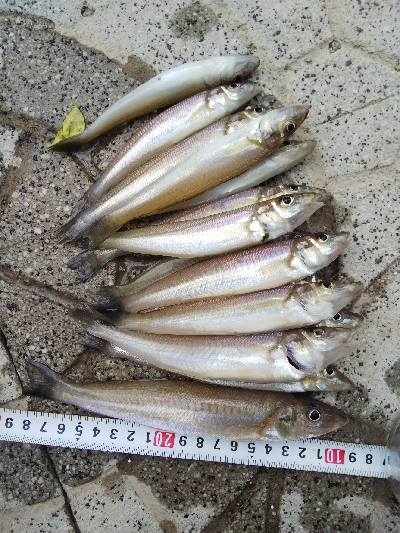 室津のキス釣り