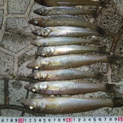 室津のキス釣り