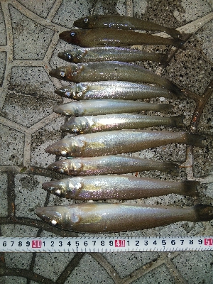 室津のキス釣り