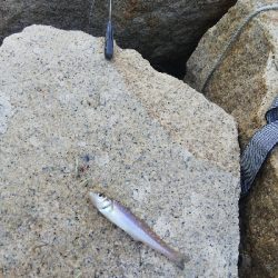 室津のキス釣り