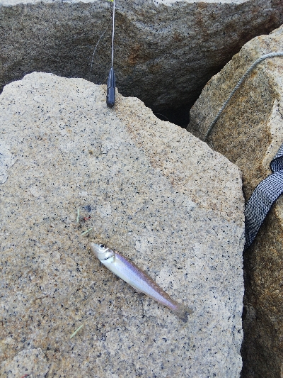 室津のキス釣り