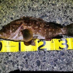 自己新のアコウ