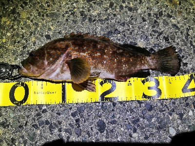 自己新のアコウ