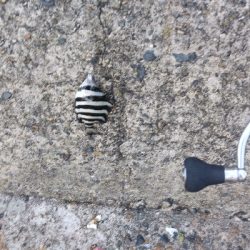 ライトショアジギングと胴付き仕掛け