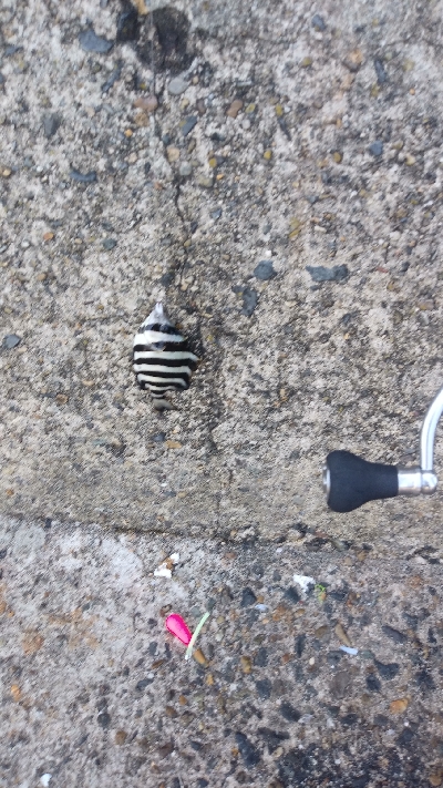 ライトショアジギングと胴付き仕掛け