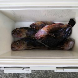 根魚は裏切らない