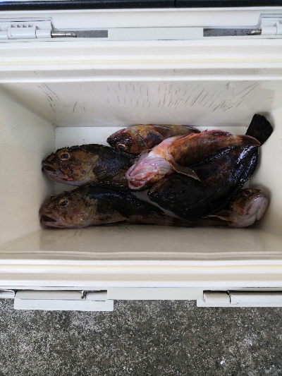 根魚は裏切らない