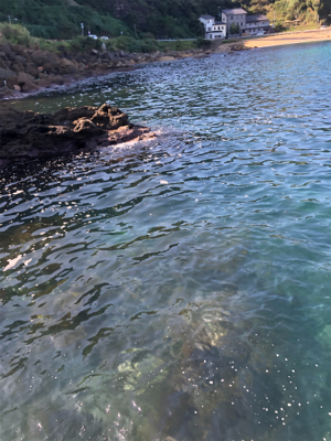 アオリイカサイズすこしずつ上がってる?