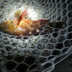 根魚狙いがグレとチヌ