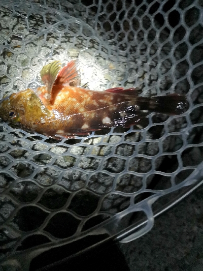 根魚狙いがグレとチヌ