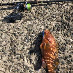 エギング、ショアジギング