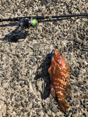 エギング、ショアジギング