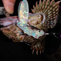 ちょっとマシな、アコウ！