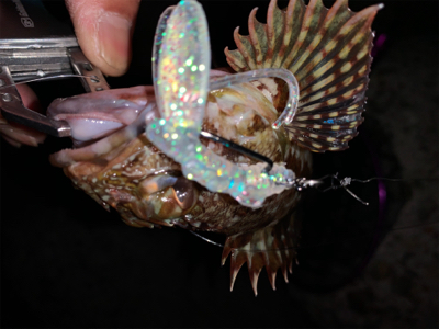 ちょっとマシな、アコウ！