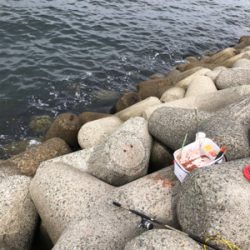 波止からフカセ&エギング