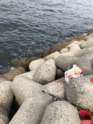 波止からフカセ&エギング