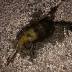 ナイトエギング