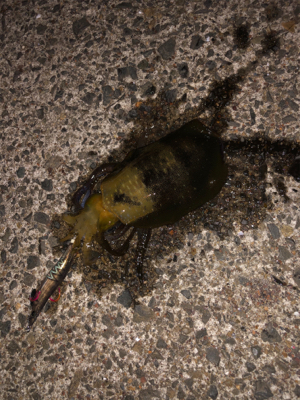 ナイトエギング