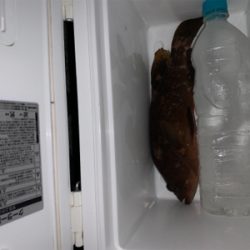 更にマシなアコウ！