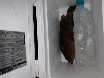 更にマシなアコウ！