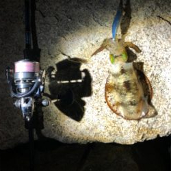 潮止まり前後にキャッチ