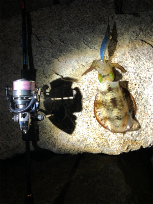 潮止まり前後にキャッチ