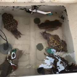 マイボートでティップラン釣行