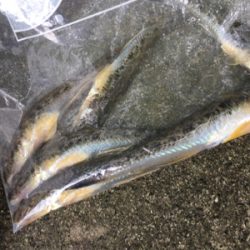 大井競馬場裏のハゼ