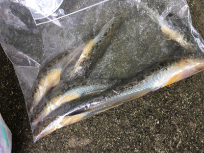 大井競馬場裏のハゼ