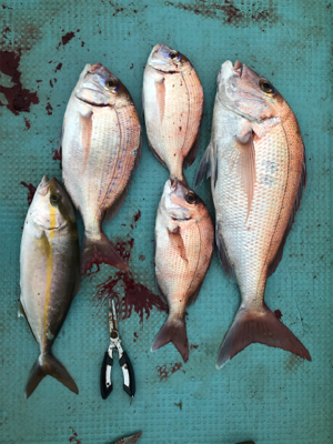 なかなか調子がいいですね