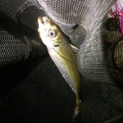 アジ荒ぐい始めました