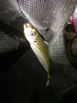 アジ荒ぐい始めました