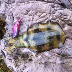 楽しめましたよ