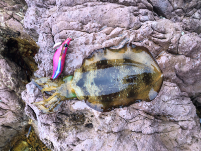 楽しめましたよ