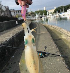 あきらめムードから一転❗️新子連発?❗️❗️