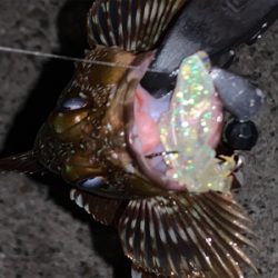 マシな、タケノコメバル！