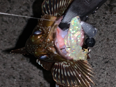 マシな、タケノコメバル！