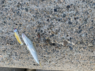 ジャークソニックでサバ