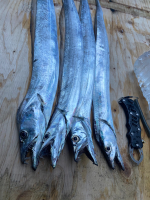 ヤバいやつ釣れました！