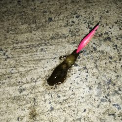 青物、エギング遠征