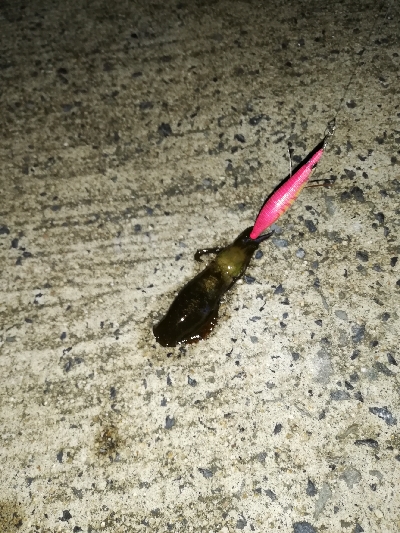 青物、エギング遠征