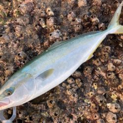 爆風の朝マズメにブリと平スズキ釣果！！