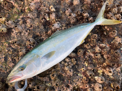 爆風の朝マズメにブリと平スズキ釣果！！