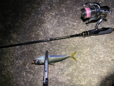 台風後のアジング