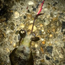 台風通過でのエギング調査(^.^)