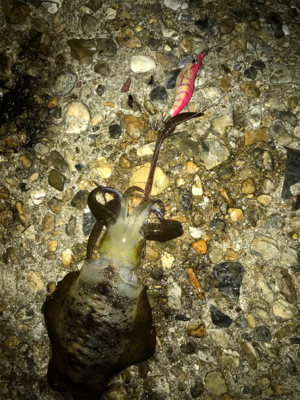 台風通過でのエギング調査(^.^)