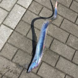 鯖に始まり良型アジ1匹&太刀魚4本