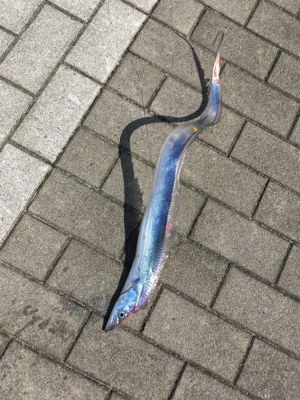 鯖に始まり良型アジ1匹&太刀魚4本